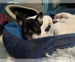 Small Photo #9 French Bulldog Puppy For Sale in YORKTOWN, IN, USA