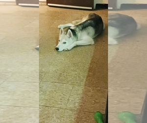 Siberian Husky Puppy for sale in CHICOPEE, MA, USA