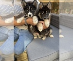 Small Photo #4 Siberian Husky Puppy For Sale in KANSAS CITY, MO, USA