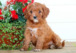 Cavapoo Puppy for sale in MOUNT JOY, PA, USA