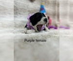 Small #6 Portuguese Water Dog