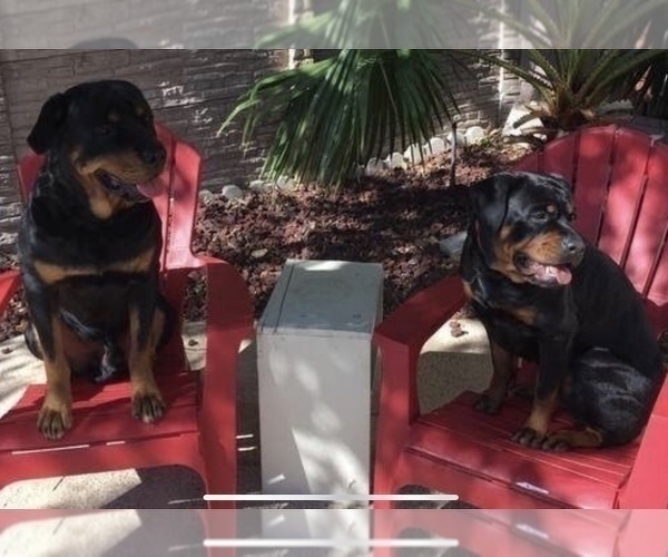 Medium Photo #31 Rottweiler Puppy For Sale in GARLAND, TX, USA