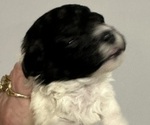 Small Photo #9 Maltipoo Puppy For Sale in JASPER, GA, USA