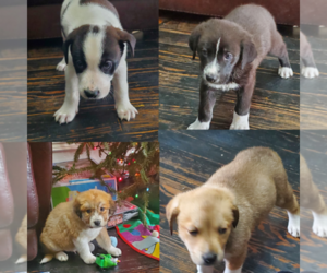 Shepradors Puppy for sale in BALCH SPRINGS, TX, USA