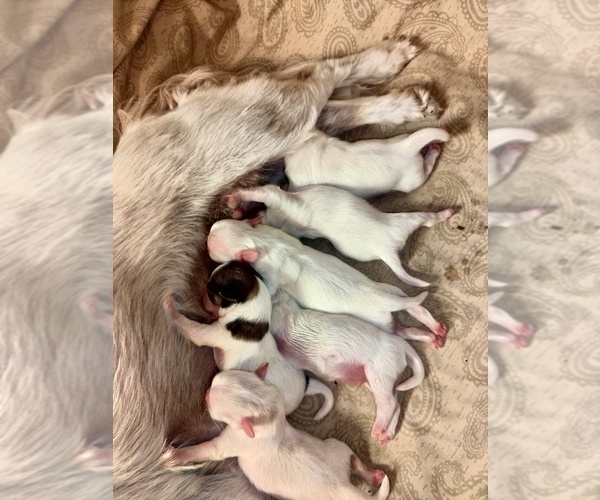 Medium Photo #5 Shih Tzu Puppy For Sale in FANNING SPGS, FL, USA