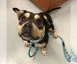 Small #1 American Bulldog Mix