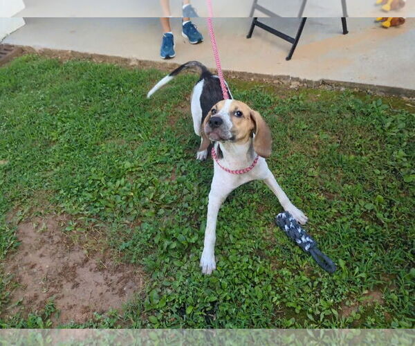 Medium Photo #2 Mutt Puppy For Sale in McCormick, SC, USA