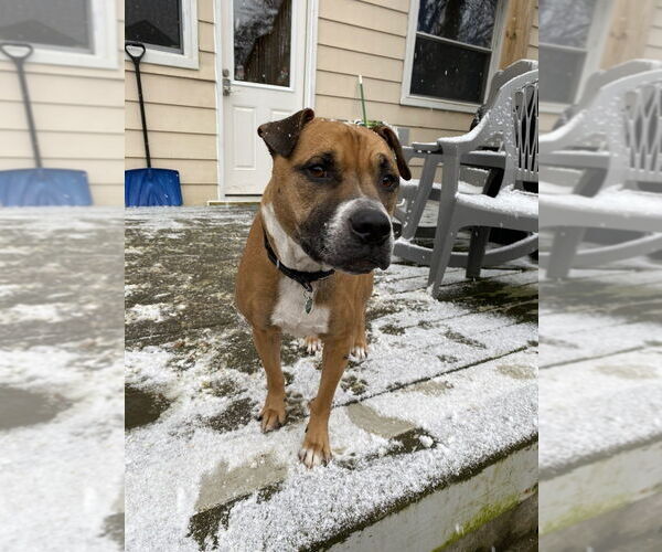 Medium Photo #4 Boxer-Unknown Mix Puppy For Sale in Springdale, PA, USA