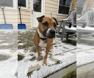 Bubba - Male Boxer-Unknown Mix Dog for Adoption - Photo #4