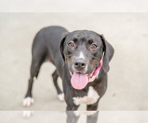 Katherine - Female Labrador Retriever-Unknown Mix Dog for Adoption - Photo #2