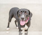 Small Photo #2 Labrador Retriever-Unknown Mix Puppy For Sale in Hilton Head, SC, USA