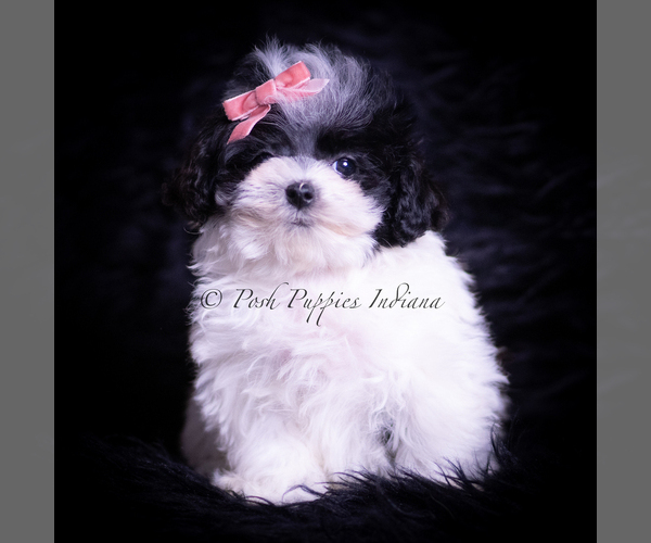 Medium Photo #2 Maltipoo (Toy) Puppy For Sale in WARSAW, IN, USA