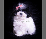 Small #1 Maltipoo (Toy)