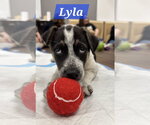 Small Labrador Retriever Mix