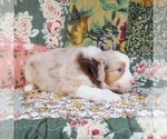 Small Photo #18 Miniature Australian Shepherd Puppy For Sale in HARRISON, OH, USA