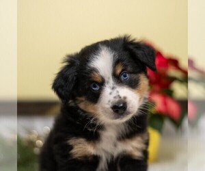 Miniature Australian Shepherd Puppy for sale in REBERSBURG, PA, USA