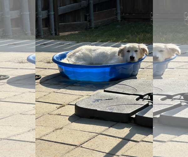Medium Photo #5 Great Pyrenees-Unknown Mix Puppy For Sale in Dallas, TX, USA