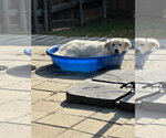 Small #4 Great Pyrenees Mix
