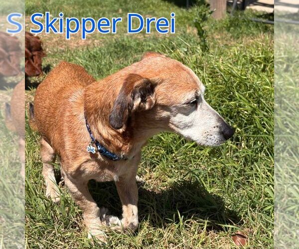 Medium Photo #5 Chiweenie Puppy For Sale in San Antonio, TX, USA