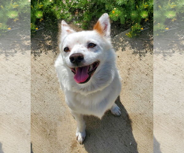 Medium Photo #2 Colonial Cocker Spaniel-Unknown Mix Puppy For Sale in Corona, CA, USA