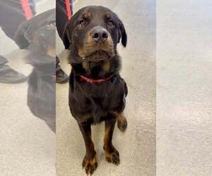 Rottweiler Dogs for adoption in Hillsboro, NH, USA
