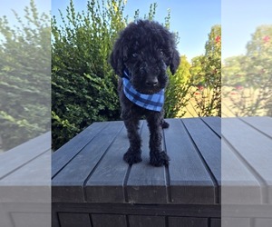 Poodle (Standard) Puppy for sale in WILLIAMSTOWN, KY, USA