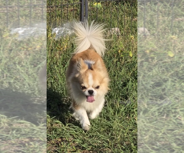 Medium Photo #1 Chihuahua Puppy For Sale in HOMERVILLE, GA, USA