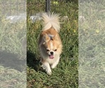Small Photo #1 Chihuahua Puppy For Sale in HOMERVILLE, GA, USA