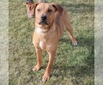 Small Photo #9 German Pinscher-Labrador Retriever Mix Puppy For Sale in Huntley, IL, USA