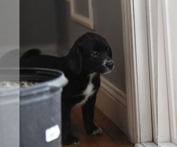 Medium Photo #2 Beagle-Border Collie Mix Puppy For Sale in Mechanicsburg, PA, USA