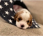 Small Photo #7 Cavalier King Charles Spaniel Puppy For Sale in TAYLOR, MI, USA