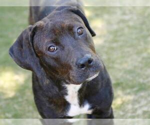 American Staffordshire Terrier-Unknown Mix Dogs for adoption in Tallahassee, FL, USA