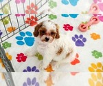Small #6 Cavapoo (Miniature)-Poodle (Toy) Mix