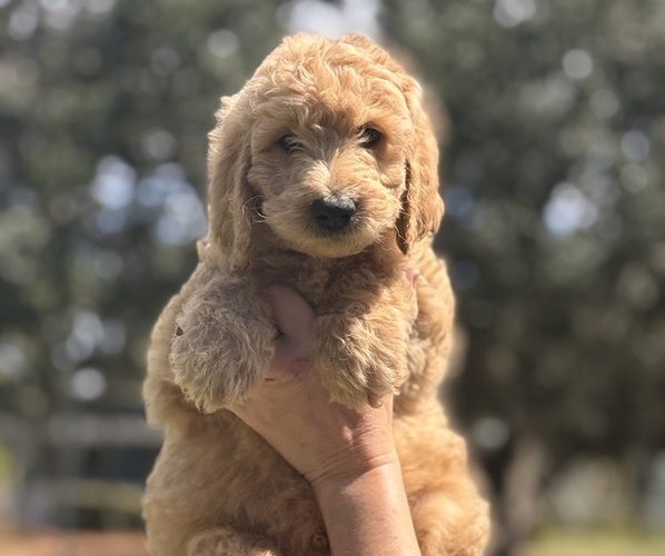 Medium Photo #1 Goldendoodle Puppy For Sale in COCOA, FL, USA