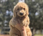 Puppy Blue Collar Goldendoodle