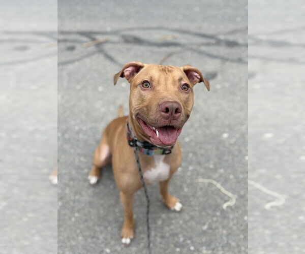 Medium Photo #1 Bull Terrier-Unknown Mix Puppy For Sale in Brewster, NY, USA