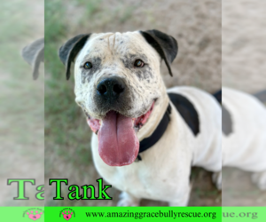 Mastiff-Unknown Mix Dogs for adoption in Pensacola, FL, USA