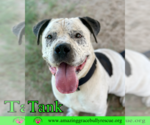 Small Mastiff Mix