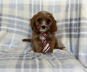 Cavapoo Puppy for Sale in LAKELAND, Florida USA