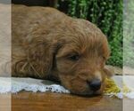 Small Photo #3 Goldendoodle Puppy For Sale in GREENCASTLE, PA, USA
