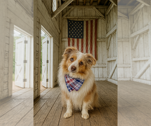 Father of the Miniature Australian Shepherd puppies born on 12/07/2025