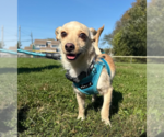 Small #4 Chihuahua Mix