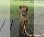 Small #1 Catahoula Leopard Dog