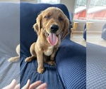 Small Golden Irish-Golden Retriever Mix