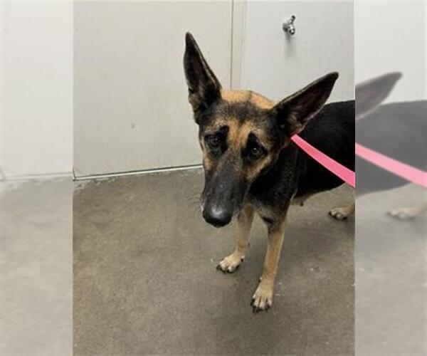 Medium Photo #1 German Shepherd Dog Puppy For Sale in Rosenberg, TX, USA