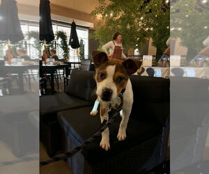 Smiley - Male Mutt Dog for Adoption - Photo #4