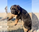 Small #6 German Shepherd Dog