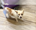 Small Photo #2 Chihuahua-Unknown Mix Puppy For Sale in Cranston, RI, USA