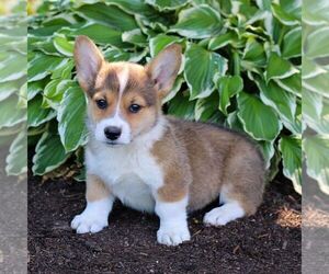 Pembroke Welsh Corgi Puppy for sale in LITITZ, PA, USA