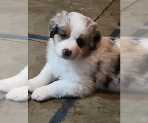Medium Australian Shepherd